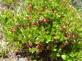 Vaccinium myrtillus